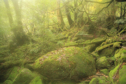 標高1000mくらいまでは、地面を蘚苔類が覆っている箇所が多くあります。