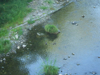 秋川の支流で見かけたオシドリ。