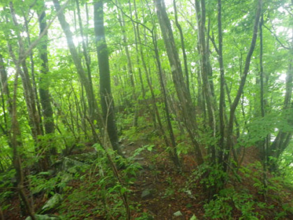 三頭山西峰から鶴峠に下る道は、向山分岐まで急坂です。ところどころ、写真の様に踏み跡程度の箇所もあります。