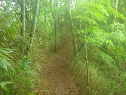 丸川峠からの下り道。