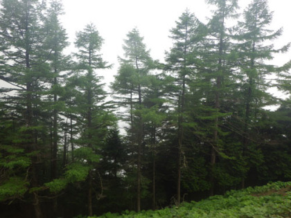 七ツ石山から雲取山にかけて、カラマツが多く見られる様になります。