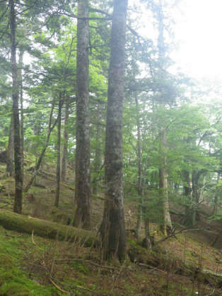 雲取山から北に進むと、コメツガが多く見られます。