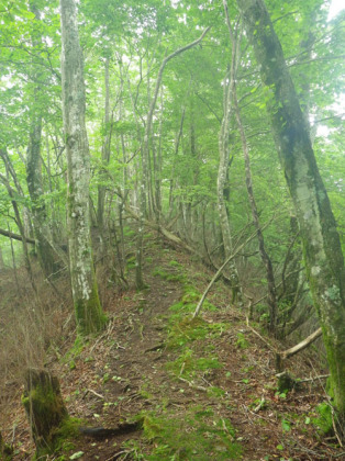 ヤセ尾根の上の細い道。岩や木の根の露呈の多い道で、そうした箇所では道が不明瞭です。