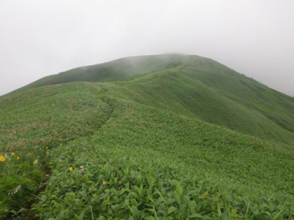 武能岳につらなる笹の稜線。膝丈ほどなので晴れれば眺望が得られますが、あいにくのガスでした。