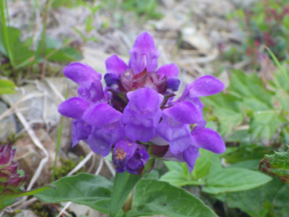 タテヤマウツボグサの華やかな紫色の花が目立ちます。