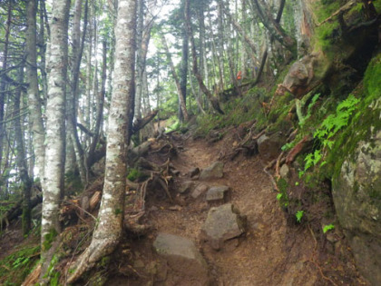 赤岳鉱泉から本格的な登山道となり、傾斜のきつい道が始まります。