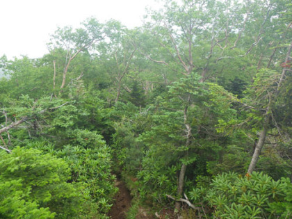 シャクナゲやダケカンバなどの樹木に覆われた登山道。