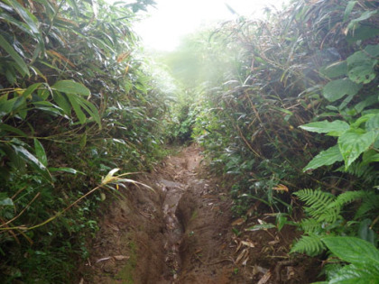 箕輪山から鬼面山に降る坂道。泥の道で滑ります。