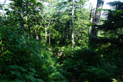 烏帽子山から東大巓までもヤブコギの道に変わりはありませんが、家形山から烏帽子山までの道に比べるとだいぶ歩きやすくなりました。