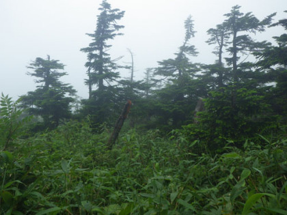 西吾妻山の山頂付近の樹相はオオシラビソ（アオモリトドマツ）が殆どを占めています。