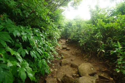 はっきりとした道が山頂まで通じています。