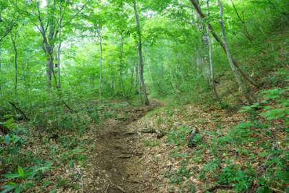 祓川登山道。