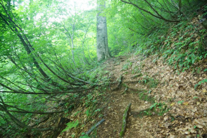 祓川登山道。