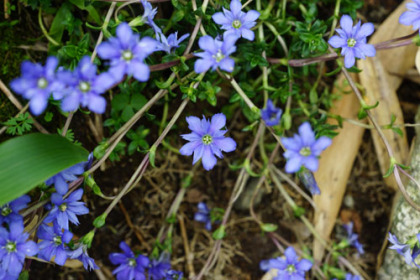 イイデリンドウの群生。この花は丁度見頃だった。