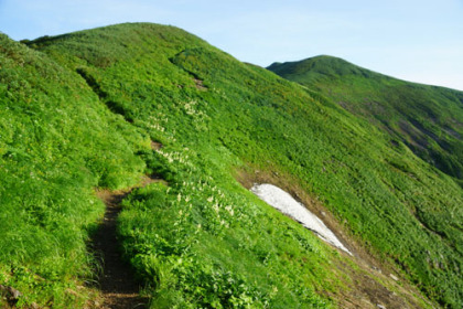 コバイケイソウに囲まれた登山道。大雪山の様な広大なお花畑は見られないが、小さなお花畑が点在していて登山者を楽しませてくれる。