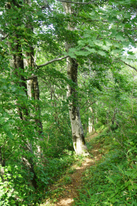 前朳差岳を過ぎ、更に下るとブナが主となる樹林帯に入る。