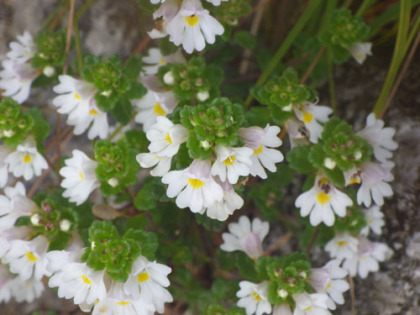 ミヤマコゴメグサの群生。小さな白い花があちこちで見られた。