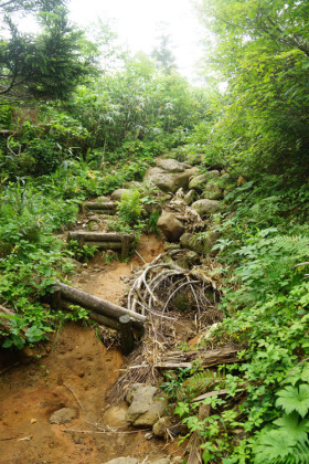 車道歩きを終えて再び登山道に入ると、八幡平の山頂までは荒れて変化の乏しいつまらない道が続く。