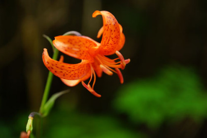 クルマユリやアザミの花が慰めてくれた。