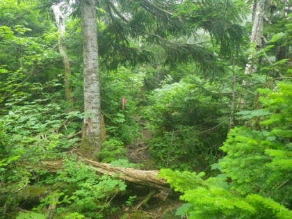 大地獄を過ぎると岩手山の登りとなる。樹相はオオシラビソが主体。