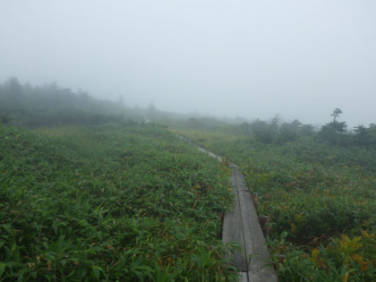 天池の周辺の湿地帯。高山植物の花が多く見られる場所で、楽々新道や岩間道では見られない花が多くある。加賀禅定道を歩くのは苦労が伴うが見返もあると言うことだろう。