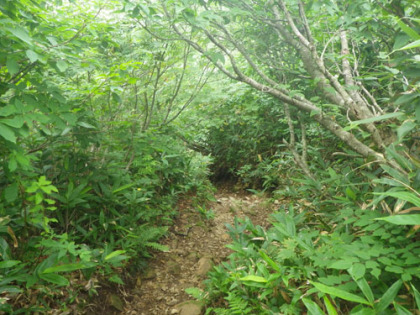 赤兎山から小原峠までの道はそれほど良い道では無い。