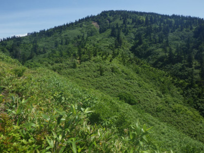 金山の山頂付近はオオシラビソに覆われている。