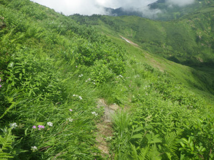 金山から富士見峠に下る道。