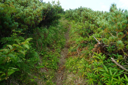 火打山の登り道の左右は丈の高いハイマツ。