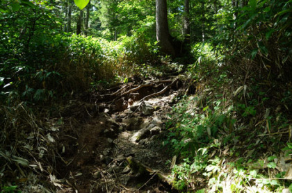 登山道の上り始めの勾配は緩やかだった。