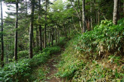 新中尾峠と西穂山荘の間の稜線の道はオオシラビソやトウヒ、コメツガなどの針葉樹の森の中を通る。