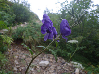 トリカブトの紫色の花が多く見られた。