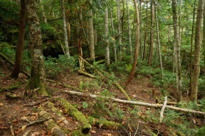 人の手を加えるのをやめたアスナロとシラビソの森。原生林に近い自然林となっていて、倒木が多く見られる。