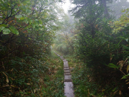 裏燧林道と段吉新道の木道は朽ちかけているものが多く、大変に滑りやすくなっていた。