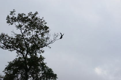 鷹の一種。鳶かと思っていたが、飛び立った後の羽や尾羽の形状が鳶とは異なっていた。距離が遠かったのと飛び去る速度が速かったので種類は特定できなかった。