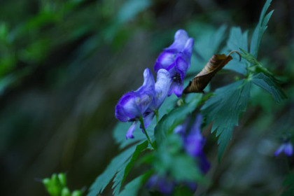 トリカブトの花。