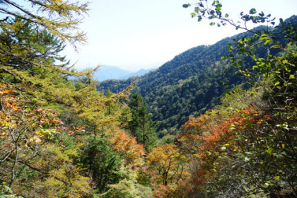 標高が高くなると、僅かだが葉の色付いている樹木が見られた。紅葉の最盛期は10月終わりから11月上旬にかけてと言う。
