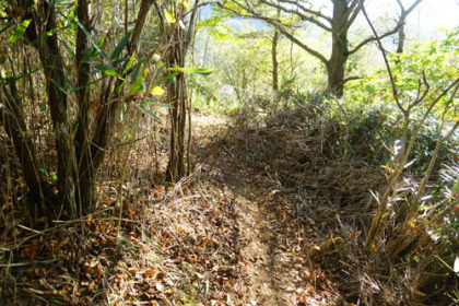 湯ノ原峠に下る笹藪の道はまだ作られたばかりで、笹の幹が邪魔をして歩きにくい。