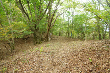 この辺りは下草のほとんどない広葉樹の樹林が多い。