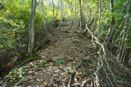 お坊山の登り道は踏み跡程度の箇所が見られた。