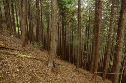 檜と杉の植栽林の薄暗い樹林の中の坂道。