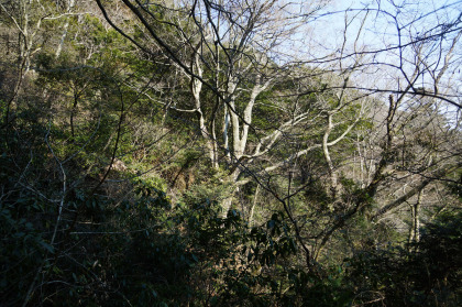 筑波神社を経て、女体山に上る登山道は、歩く人は疎らでした。