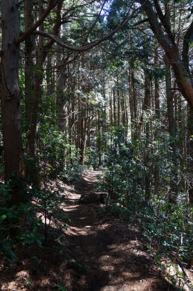 楢などの広葉樹と、杉と檜の針葉樹の入り交じった林の中を登ります。