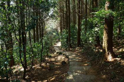 迎場歩道は、モミやヒノキやスギの大木が見られます。