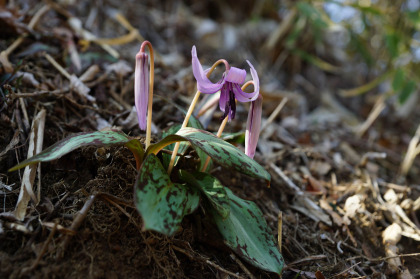 御幸ヶ原や筑波高原のカタクリの花はまだ１つも見られませんでしたが、男体山の登山道に数株の花が咲いていました。