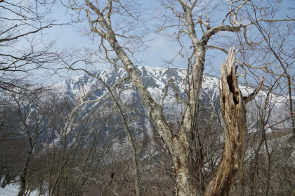 葉を落としたままで新緑にはまだ早いダケカンバとブナ越しに、流石山が見えます。四国のジロウギュウに山容が似ている気がします。