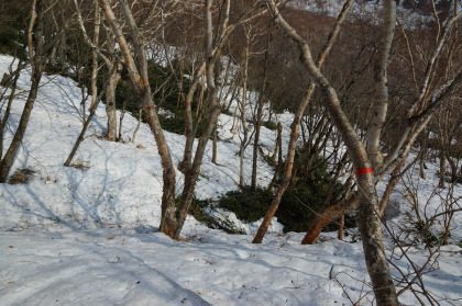 ダケカンバに、主に赤色のテープがマーキングされていました。かなり高いところで、積雪期に巻いたものの様です。