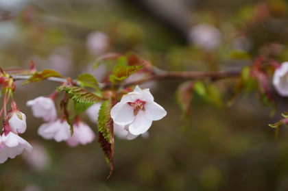 峰桜は蕾が多く、花はこれから咲いて行きます。