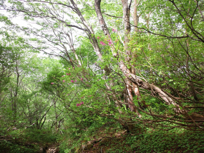 峰の茶屋峠を越えて三斗小屋に下ると、樹林の道になる。