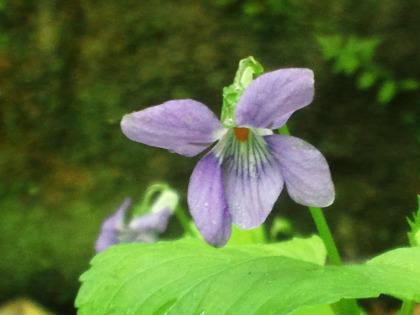 薄紫のスミレの花。